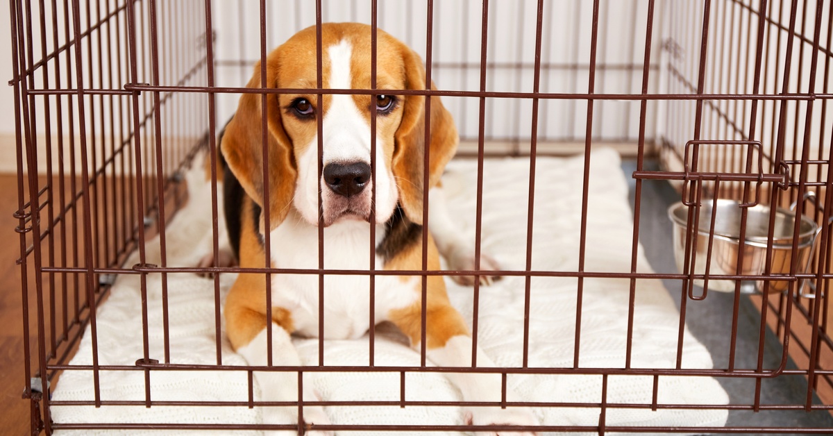 A beagle dog lies in a wire cage on a white blanket. A steel bowl is attached to the cage off to the side.